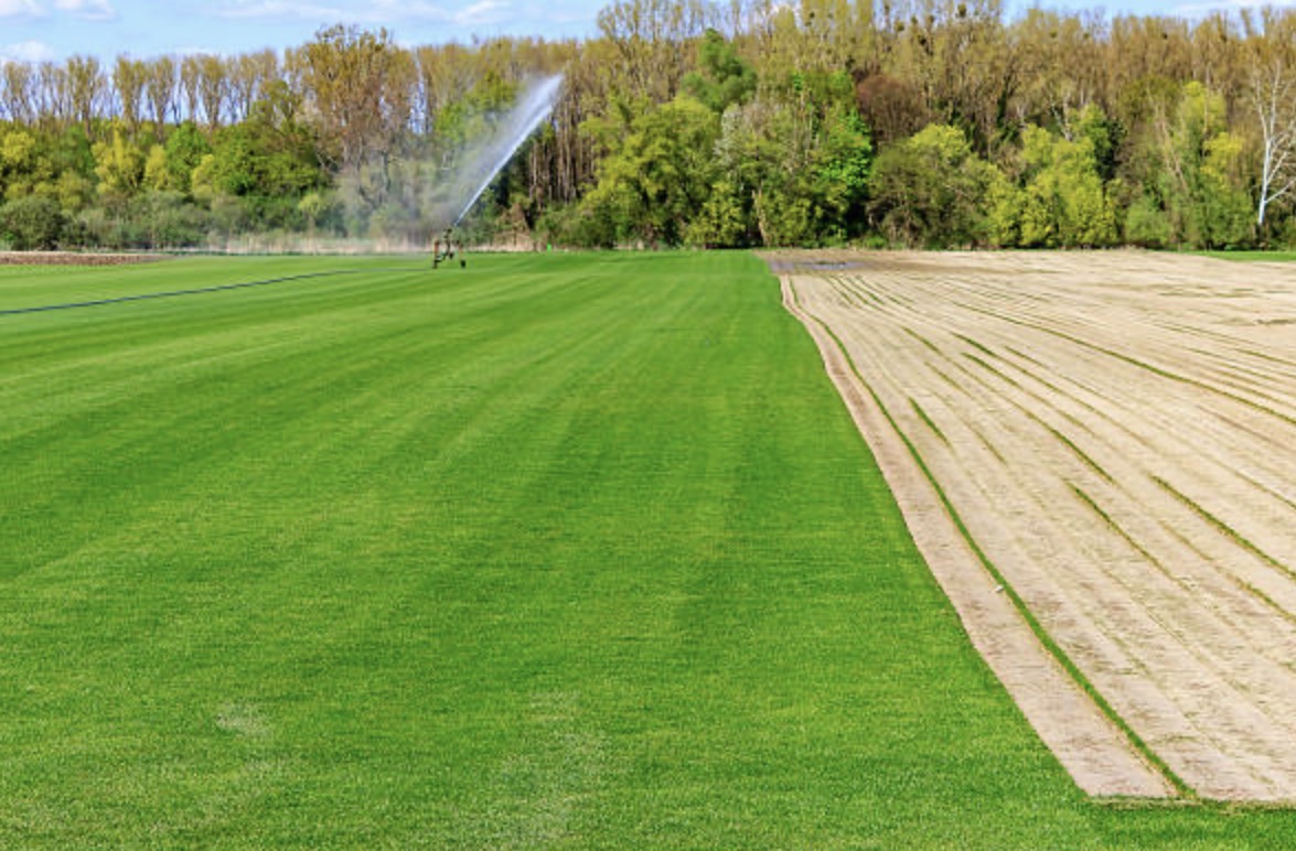 Established green turf beside prepared soil