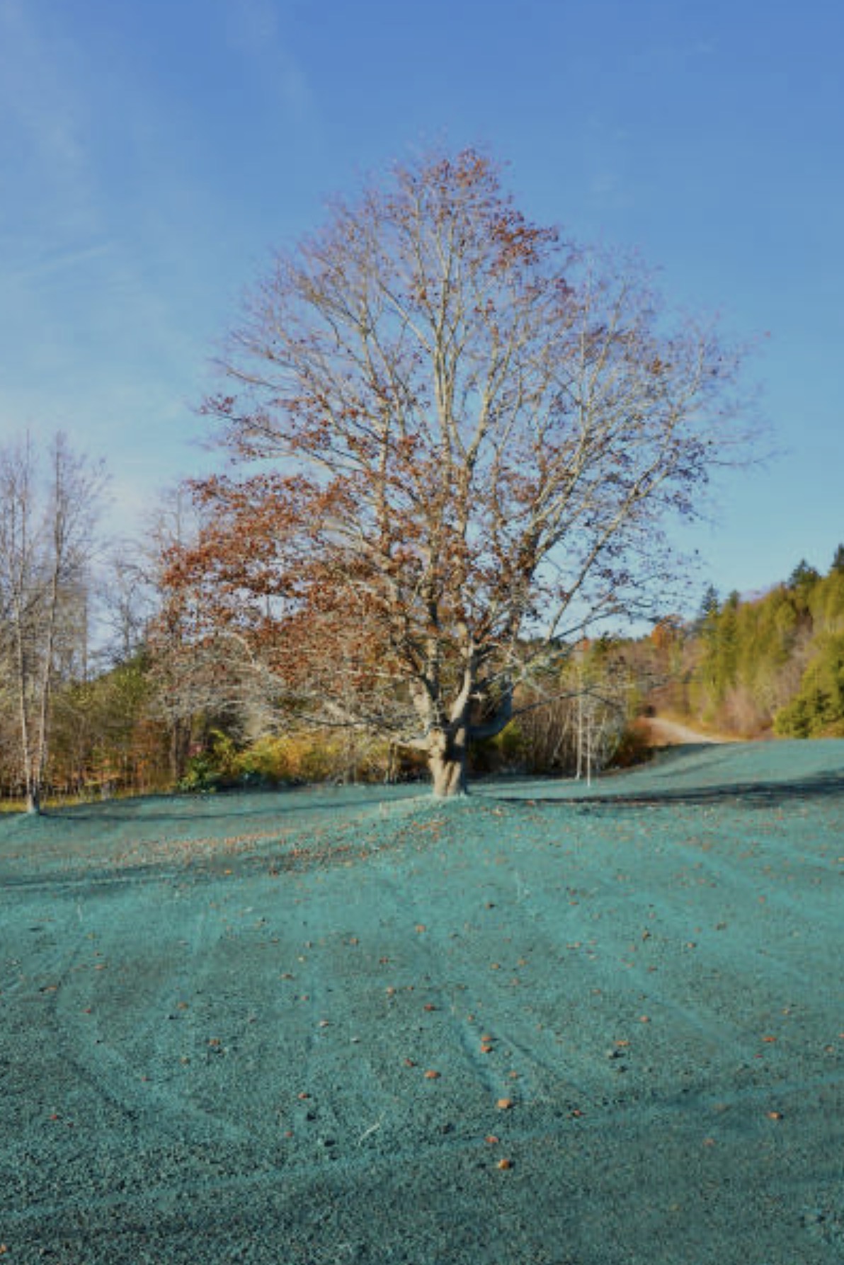 Fresh hydroseed application across a large property